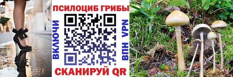 где можно купить наркотик  Чаплыгин  KRAKEN зеркало  Псилоцибиновые грибы мухоморы 